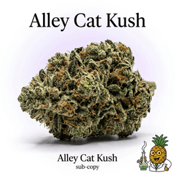 Alley Cat Kush cannabis strain