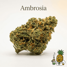 Ambrosia cannabis strain