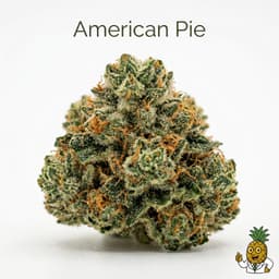 American Pie cannabis strain