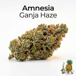 Amnesia Ganja Haze cannabis strain