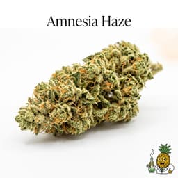 Amnesia Haze cannabis strain