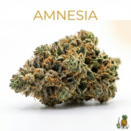 Amnesia cannabis strain