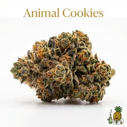 Animal Cookies cannabis strain