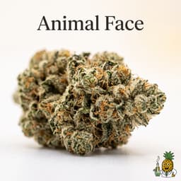 Animal Face cannabis strain