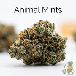 Animal Mints cannabis strain