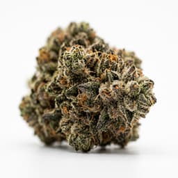 Animal Mints cannabis strain