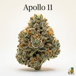 Apollo 11 cannabis strain