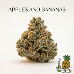 Apples and Bananas cannabis strain