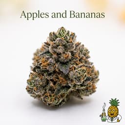 Apples and Bananas cannabis strain