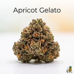 Apricot Gelato cannabis strain