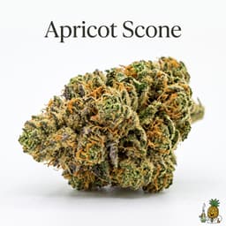 Apricot Scone cannabis strain