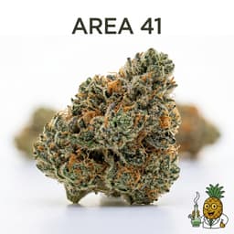 Area 41 cannabis strain