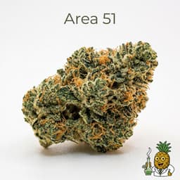 Area 51 cannabis strain