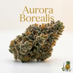 Aurora Borealis cannabis strain