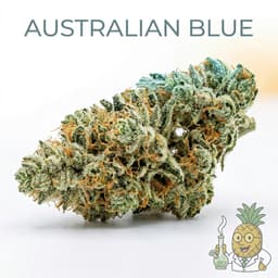 Australian Blue cannabis strain