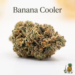 Banana Cooler cannabis strain