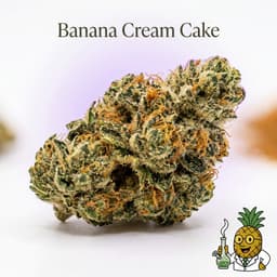 Banana Cream Cake cannabis strain