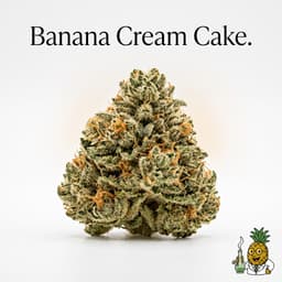 Banana Cream Cake cannabis strain