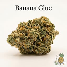 Banana Glue cannabis strain