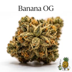 Banana OG cannabis strain