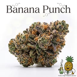 Banana Punch cannabis strain