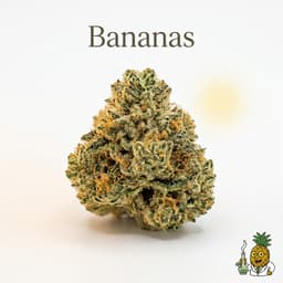 Bananas cannabis strain
