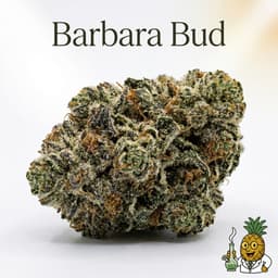 Barbara Bud cannabis strain