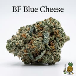 BF Blue Cheese cannabis strain