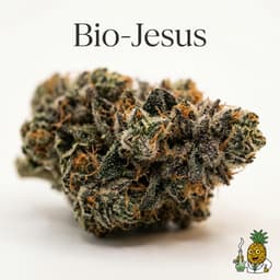 Bio-Jesus cannabis strain