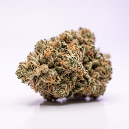 Biscotti cannabis strain