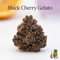 Black Cherry Gelato cannabis strain