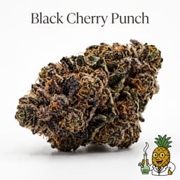 Black Cherry Punch cannabis strain