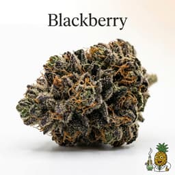Blackberry cannabis strain