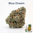 Blue Dream cannabis strain