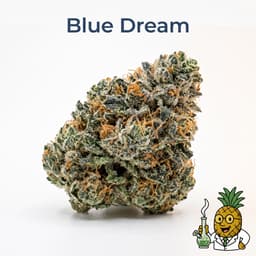 Blue Dream cannabis strain