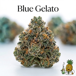 Blue Gelato cannabis strain