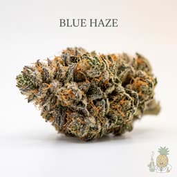 Blue Haze cannabis strain