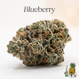 Blueberry cannabis strain