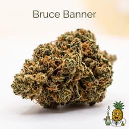 Bruce Banner cannabis strain