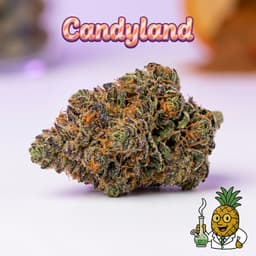 Candyland cannabis strain