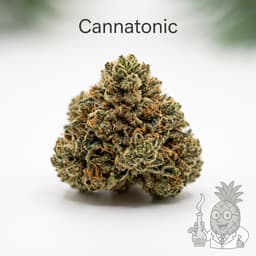 Cannatonic cannabis strain