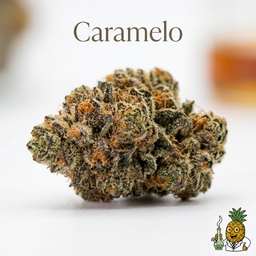 Caramelo cannabis strain