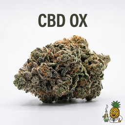 CBD OX cannabis strain