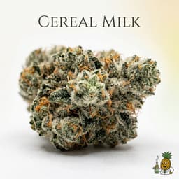 Cereal Milk cannabis strain