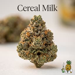 Cereal Milk cannabis strain