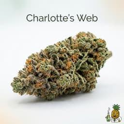 Charlotte's Web cannabis strain