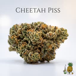 Cheetah Piss cannabis strain