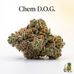 Chem D.O.G. cannabis strain