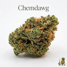 Chemdawg cannabis strain