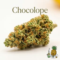 Chocolope cannabis strain